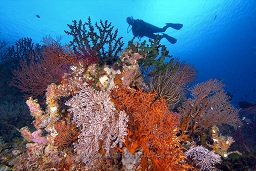 A diver swimming over the multitude of varieties of corals growing along the wall, Planet channel, Kavieng, Bismarck sea, Pacific ocean, Papua New Guinea,  Asia