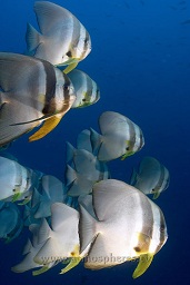 Tall /long fin batfish (Platax teira)), Pete's patch, Kavieng, Bismarck sea, Pacific ocean, Papua New Guinea,  Asia