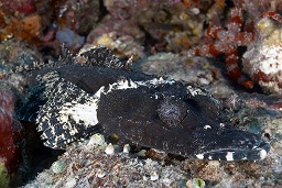An unusual coloured Beaufort's Crocodile flathead fish (cymbacephalus beauforti), Pete's patch, Kavieng, Bismarck sea, Pacific ocean, Papua New Guinea,  Asia