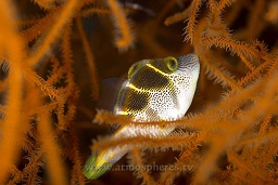 Mimic filefish (Paraluteres prionurus) hiding amongst the soft corals, Albatross channel, Kavieng, Bismarck sea, Pacific ocean, Papua New Guinea,  Asia