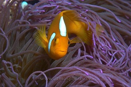 White bonnet anenomefish (Amphiprion leucokranos), Bermuda drop, Kavieng, Bismarck sea, Pacific ocean, Papua New Guinea,  Asia