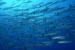 Schooling blackfin / chevron barracuda (Sphyraena qenie) in the blue, Kaplaman reef, Kavieng, Pacific ocean, Papua New Guinea,  Asia