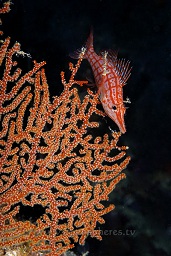 Longnose hawkfish (Oxycirrhites typus) on guard at the edge of it's territory, Loloata, Bootless bay, Coral sea, Pacific ocean, Papua New Guinea,  Asia