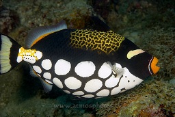 Clown triggerfish (ballistoides conspicillum), Loloata, Bootless bay, Coral sea, Pacific ocean, Papua New Guinea,  Asia