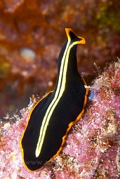 Polyclad flatworm (Pseodoceros dimidiatus), Loloata, Bootless bay, Coral sea, Pacific ocean, Papua New Guinea,  Asia