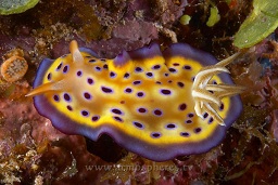 Kunie's chromodoris (Chromodoris Kuniei), Big drop, Loloata, Bootless bay, Coral sea, Pacific ocean, Papua New Guinea,  Asia