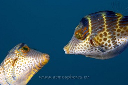 Valentin's / black saddled toby prelude to mating (foreplay) (Canthigaster valentini), The pinnacles, Loloata, Bootless bay, Coral sea, Pacific ocean, Papua New Guinea,  Asia
