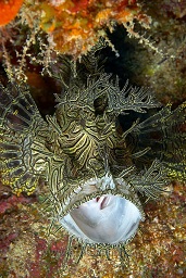 A yellow,black and white lacey scorpionfish (rhinopias aphanes) in a mouth threat display, End bommie, Loloata, Bootless bay, Coral sea, Pacific ocean, Papua New Guinea,  Asia