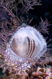 A purple and white lacey scorpionfish (rhinopias aphanes) in a open mouth threat display, End bommie, Loloata, Bootless bay, Coral sea, Pacific ocean, Papua New Guinea,  Asia