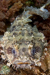 Banded toadfish (Halophyme diemensis)(family:batrachoididae) hiding amongst the corals on the reef top, Boston A20 Havoc WWII aircraft wreck site, Loloata, Bootless bay, Coral sea, Pacific ocean, Papua New Guinea,  Asia