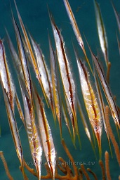 Razorfish shrimpfish (Aeoliscus strigatus) sheltering in numbers amongst the sea fan fronds, House reef, Madang, Coral sea, Pacific ocean, Papua New Guinea,  Asia