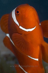 Spinecheek anenomefish (prennas biaculeatus), House reef, Madang, Coral sea, Pacific ocean, Papua New Guinea,  Asia