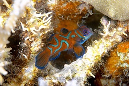 Mandarin fish (synchiropus splendidus) , The lagoon, house reef, in front of Lesly's house, Madang, Coral sea, Pacific ocean, Papua New Guinea,  Asia
