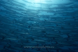 Schooling blackfin / chevron barracuda (Sphyraena qenie), Barracuda point, Madang, Coral sea, Pacific ocean, Papua New Guinea,  Asia