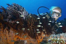 A diver studying the feathstar encrusted sea fan surrounded by damsel fish, Milinat passage, Madang, Coral sea, Pacific ocean, Papua New Guinea,  Asia
