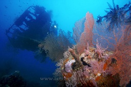A diver exploring the B-25 