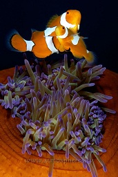 Eastern clownfish (Amphiprion percula) in red/brown anenome, B-25 
