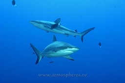 Grey reef sharks (Carcharhinus amblyrhynchos) attracted by a bucket of fish inards in a sealed perforated container, Inglis shoal, Walindi, Kimbe bay, Bismark sea, Pacific ocean, Papua New Guinea,  Asia