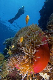 A diver studies the beautiful red anenome containing a family of Pink anenome fish (Amphiprion perideraion), Kirsty Jaynes reef, Walindi, Kimbe bay, Bismark sea, Pacific ocean, Papua New Guinea,  Asia