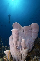 A diver hangs in the blue looking at the large sponge growths on the top of the sea mount, Kirsty Jaynes reef, Walindi, Kimbe bay, Bismark sea, Pacific ocean, Papua New Guinea,  Asia