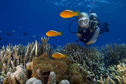 A diver looks at the beautiful Orange anenome fish (amphiprion sandaracinos) on the top of the reef, Kirsty Jaynes reef, Walindi, Kimbe bay, Bismark sea, Pacific ocean, Papua New Guinea,  Asia