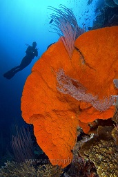 A diver examines the amazingly coloured sponges and different types of coral growing along the wall, Susan's reef, Walindi, Kimbe bay, Bismark sea, Pacific ocean, Papua New Guinea,  Asia
