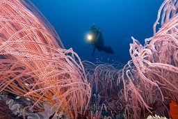 A diver drifts past a sea of red whip corals (Ellisella sp.), JJ's reef / bommie, Walindi, Kimbe bay, Bismark sea, Pacific ocean, Papua New Guinea,  Asia