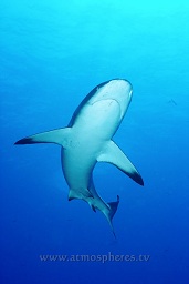 Grey reef shark (Carcharhinus amblyrhynchos) attracted by the bait bucket, Ingris shoal, Walindi, Kimbe bay, Bismark sea, Pacific ocean, Papua New Guinea,  Asia