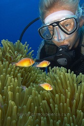 A diver studies a family of Pink anenome fish (Amphiprion perideraion) in their anenome, Kirsty Jane's reef, Walindi, Kimbe bay, Bismark sea, Pacific ocean, Papua New Guinea,  Asia