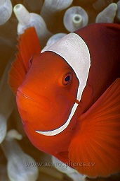 Female spinecheek anenomefish (prennas biaculeatus) in a white bubble coral anenome, Vanessa's reef, Walindi, Kimbe bay, Bismark sea, Pacific ocean, Papua New Guinea,  Asia