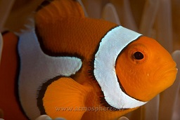 Eastern clownfish (Amphirion percula), Hanging garden, Walindi, Kimbe bay, Bismark sea, Pacific ocean, Papua New Guinea,  Asia