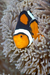 Eastern clownfish (Amphirion percula), Hanging garden, Walindi, Kimbe bay, Bismark sea, Pacific ocean, Papua New Guinea,  Asia