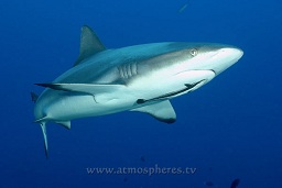 Grey reef shark (Carcharhinus amblyrhynchos) attracted by the bait bucket, Ingris shoal, Walindi, Kimbe bay, Bismark sea, Pacific ocean, Papua New Guinea,  Asia