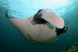 A Manta ray (Manta birostris) hovering over the cleaning station, Hin daeng (red rock), Andaman sea, Indian Ocean, Thailand, Asia
