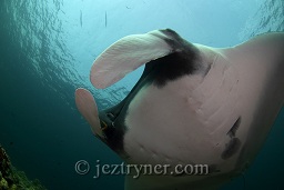 A Manta ray (Manta birostris) coming in to the cleaning station, Hin daeng (red rock), Andaman sea, Indian Ocean, Thailand, Asia