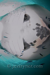 A giant manta ray (Manta birostris) using the pinnacle as a cleaning station, Hin muang (purple rock), Andaman sea, Indian Ocean, Thailand, Asia