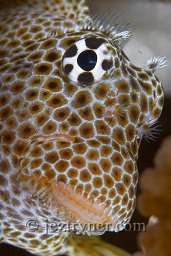 Close up of a Leopard blenny (Exallias brevis) hiding in the coral head, Koh Bon, Andaman sea, Indian Ocean, Thailand, Asia