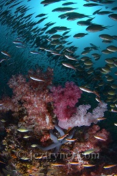 Beautiful soft corals surrounded by small fishes in the morning sun, Richelieu rock, Andaman sea, Indian Ocean, Thailand, Asia