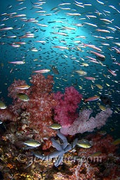 Beautiful soft corals surrounded by small fishes in the morning sun, Richelieu rock, Andaman sea, Indian Ocean, Thailand, Asia