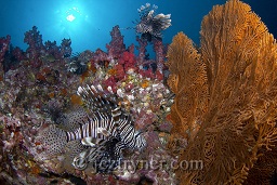 Indian lionfish (Pterois muricata) make their home on the top of the bommie amongst the stunning soft corals, Richelieu rock, Andaman sea, Indian Ocean, Thailand, Asia