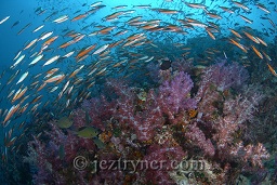 A many lined Fusiliers (Caesio varilineata) school comes flying into the reef wall using the soft corals as protection from the hunting giant trevallies, Richelieu rock, Andaman sea, Indian Ocean, Thailand, Asia