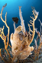 A yellowy / pink giant anglerfish / frogfish (Antennarius commersonii) rests face down amongst the corals, Elephant head rock, The Similan islands, Andaman sea, Indian Ocean, Thailand, Asia