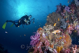 A photographer works out his next shot on a dawn dive at East of Eden, The Similan islands, Andaman sea, Indian Ocean, Thailand, Asia