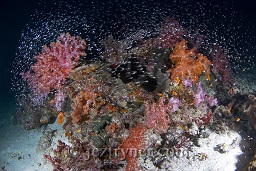 A bommie in the deep at East of Eden alive with colour and glassfish, The Similan islands, Andaman sea, Indian Ocean, Thailand, Asia