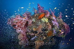 A bommie in the deep at East of Eden alive with colour and glassfish, The Similan islands, Andaman sea, Indian Ocean, Thailand, Asia