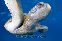 An adolescent green turtle (Chelonia mydas) plays around the dive boat, Donald duck bay, The Similan islands, Andaman sea, Indian Ocean, Thailand, Asia