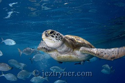 An adolescent green turtle (Chelonia mydas) plays around the dive boat, Donald duck bay, The Similan islands, Andaman sea, Indian Ocean, Thailand, Asia