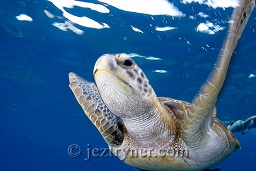 An adolescent green turtle (Chelonia mydas) plays around the dive boat, Donald duck bay, The Similan islands, Andaman sea, Indian Ocean, Thailand, Asia