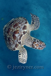 An inquisitive Green turtle (Chelonia mydas), Donald Duck bay, The Similan islands, Andaman sea, Indian Ocean, Thailand, Asia