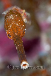 A Long snout / bent stick pipefish (Trachyrhamphus bicoarctatus) sporting the latest in fashion - a brittlestar necklace, Elephant head, The Similan islands, Andaman sea, Indian Ocean, Thailand, Asia